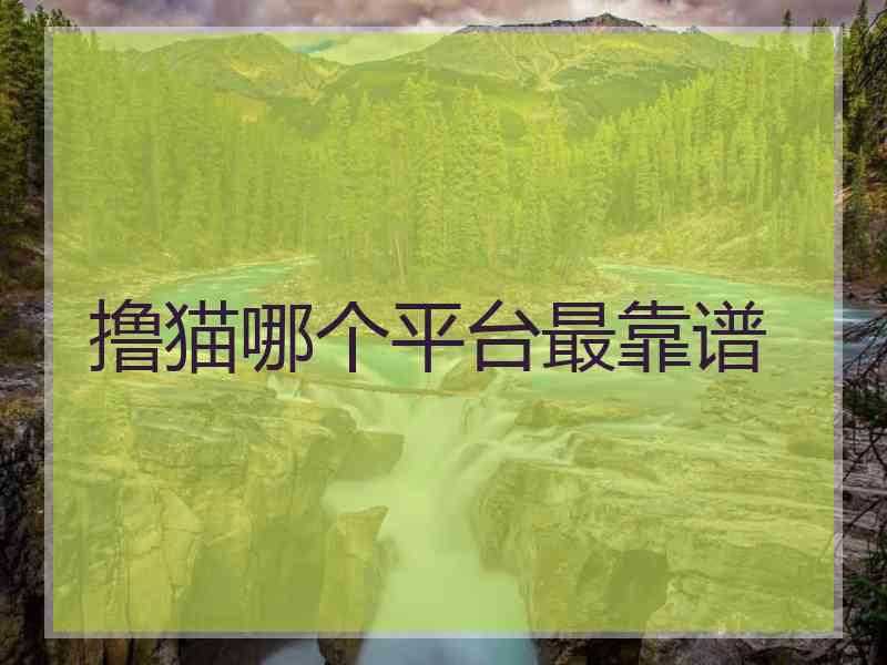撸猫哪个平台最靠谱